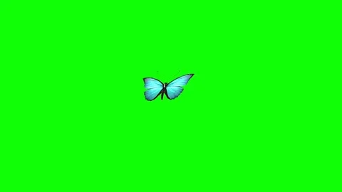 Butterfly Animation Stock Video Footage