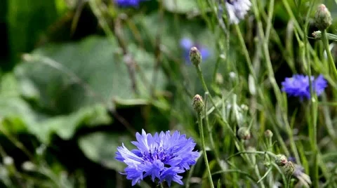 Blu flower Stock Footage 6531365