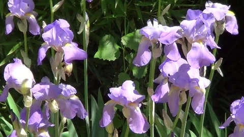 Blu irises closeup 스톡 동영상 334863439