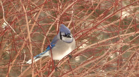 Blu Jay Bird in a Bush Stock Footage 48141179