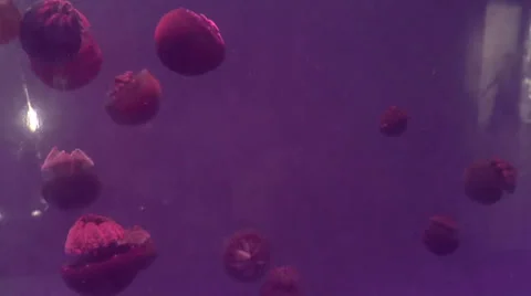 Blubber jellyfish on aquarium Stock Footage 34647955