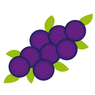 Bluberries on white background Illustrazione stock