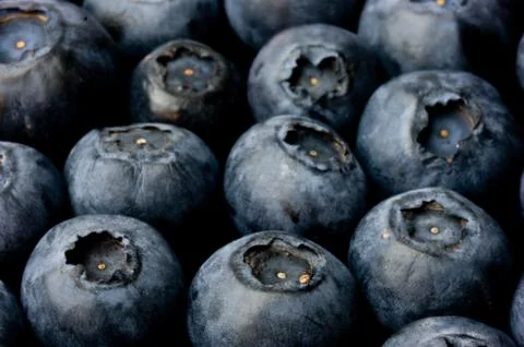 Bluberry Stock Photos