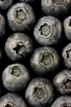 Bluberry Stock Photos