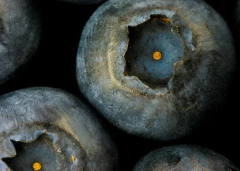 Bluberry Stock Photos