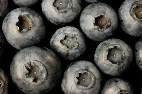 Bluberry Stock Photos