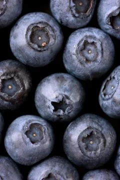Bluberry Stock Photos