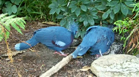 Blubird Stock Footage 512169