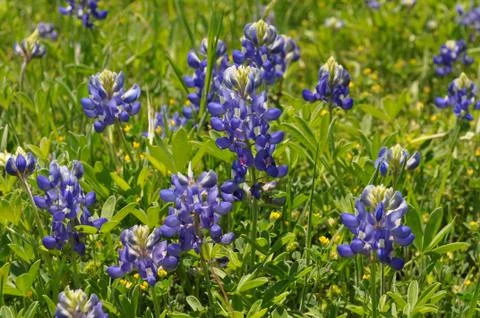 Blubonnets Foto stock