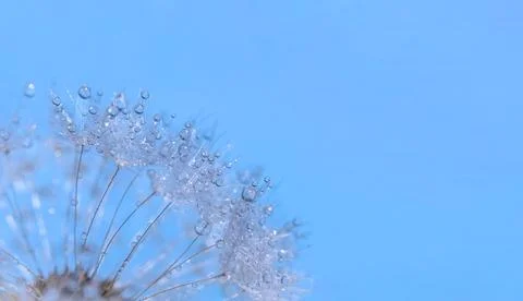 Blue abstract dandelion with dew drops flower background, extreme soft focu.. Stock Photos