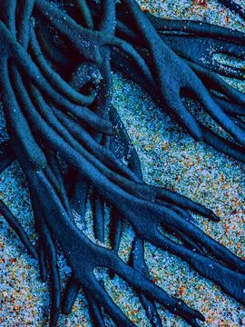 Blue abstract macro of seaweed texture with cold-toned sand Stock Photos