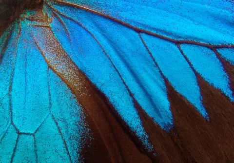 Blue abstract pattern. Wings of the butterfly Ulysses. Closeup. Stock Photos