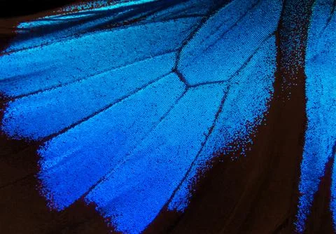 Blue abstract pattern. Wings of the butterfly Ulysses. Stock Photos