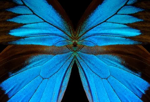 Blue abstract pattern. Wings of the butterfly Ulysses. Closeup. Stock Photos