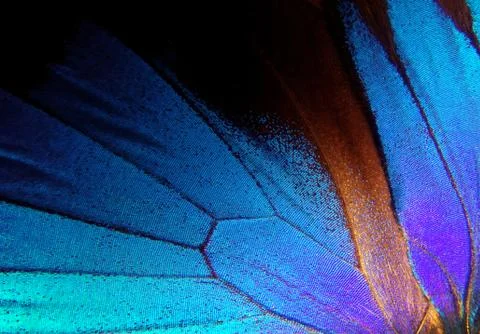 Blue abstract pattern. Wings of the butterfly Ulysses. Closeup Stock Photos