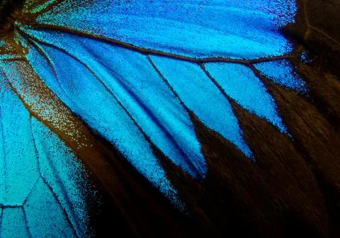 Blue abstract pattern. Wings of the butterfly Ulysses. Closeup. Stock Photos