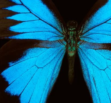 Blue abstract pattern. Wings of the butterfly Ulysses. Closeup. Stock Photos