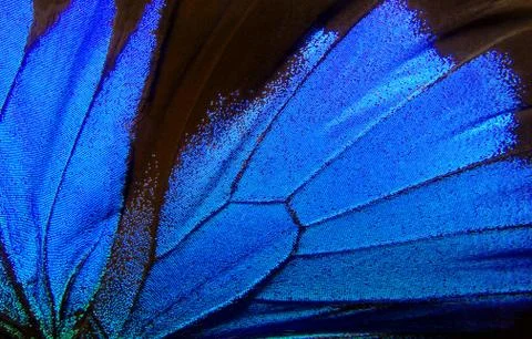Blue abstract pattern. Wings of the butterfly Ulysses. Stock Photos