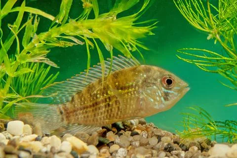 Blue acara Stock Photos
