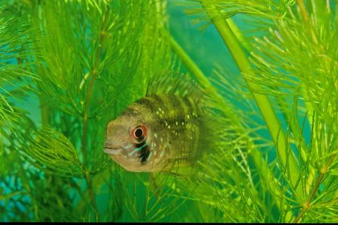 Blue acara Stock Photos
