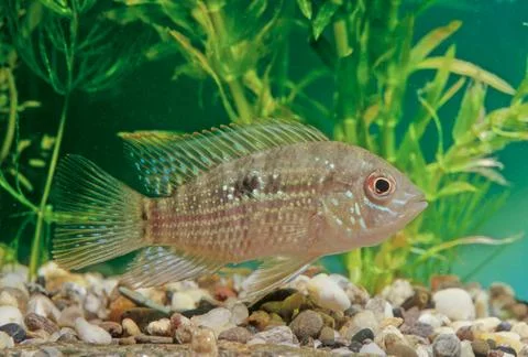 Blue acara Stock Photos
