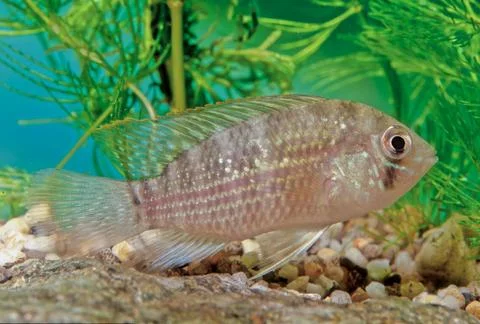 Blue acara Stock Photos