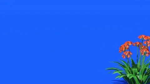Blue Agapanthus Flowers on Solid Blue Background Stock Footage 330985207