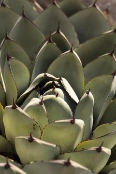 Blue agave cactus also called blue flame agave Stock Photos