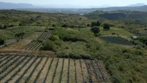 Blue Agave fields and hills in Tequila, Jalisco, México. Forward aerial ascent Stock Footage 331414549