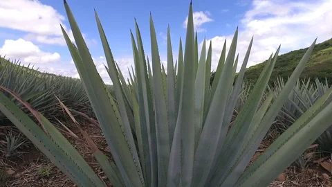 Blue Agave fields Stock Footage