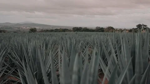 Blue Agave fields open wide angle shot Stock Footage 339843326