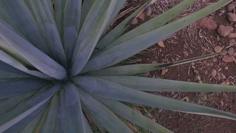 Blue Agave Stock Footage 122384112