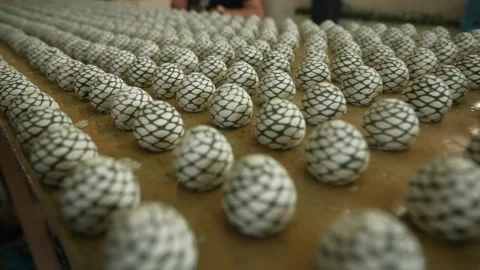 Blue Agave piña rows at Tequila, Mexico. Close up on wooden processing table Stock Footage 331414592
