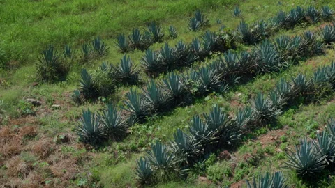 Blue agave plantation rows in green agricultural field at Tequila Jalisco Видео 346658992