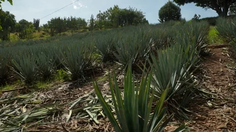 Blue Agave rows in a field in Tequila, Mexico. Static right pan during clear Stock Footage 331414507