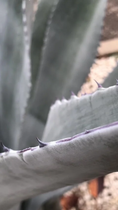Blue agave sharp leaves with thorns. Vertical video. Stock Footage 303771537