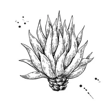 Blue agave. Tequila ingredient vector drawing Stock Illustration