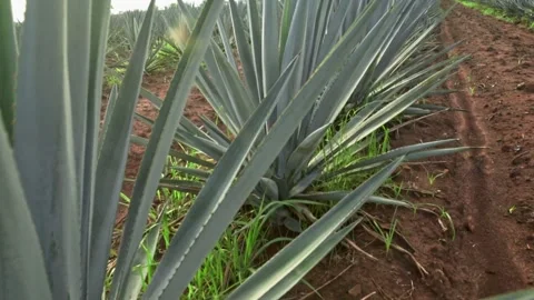 Blue Agave Tequila Mexico Stock Footage 223861664