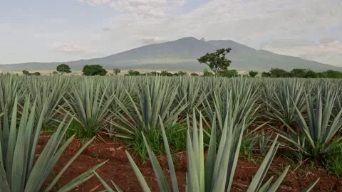Blue Agave Tequila Mexico Stock Footage 223861672