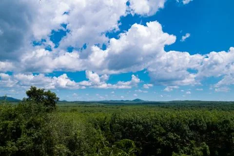 Blue aky and cloud over rubber tree Stock Photos