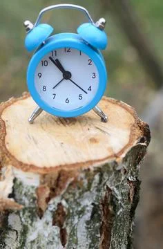 A blue alarm clock stands on the surface of a felled tree stump . The concept Stock Photos