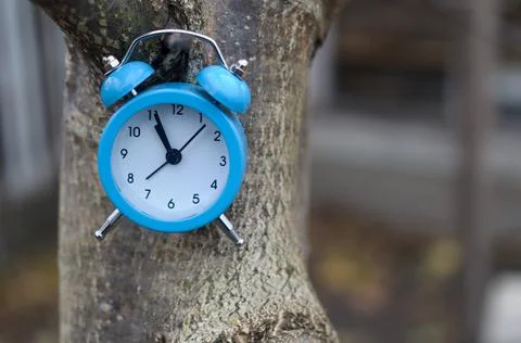 Blue alarm clock on a tree trunk. The concept of time. Stock Photos