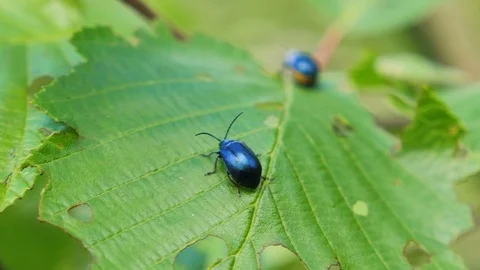 Blue alder leaf beetle Stock Footage 107882395