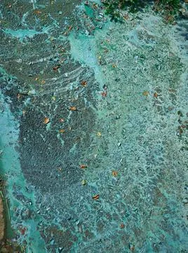 Blue algae form in the pond Stock-Fotos