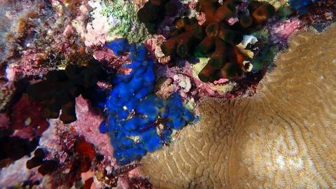 Blue algae Sonderophycus cf. capensis var. undersea Stock Photos