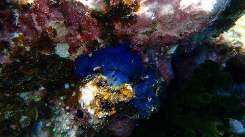 Blue algae Sonderophycus cf. capensis var. undersea Stock-Fotos