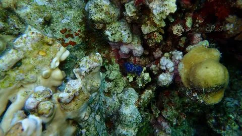 Blue algae Sonderophycus cf. capensis var. undersea Stock Photos