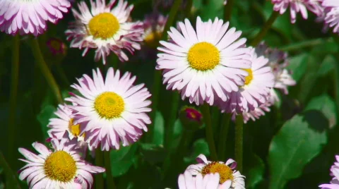 Blue Alpine Daisies Stock Footage 364353