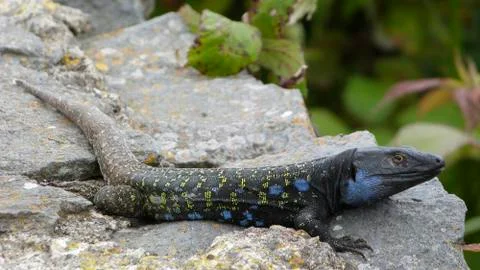 Blue and black lizard Stock Photos