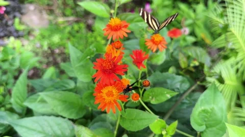 Blue and black sara longwing butterfly feeding on orange flower Stock Footage 335287465
